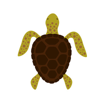 Turtle top view. Vector illustration.