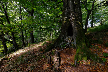 Blockschutthalde am Schafstein, Biosphärenreservat Rhön, Hessen, Deutschland
