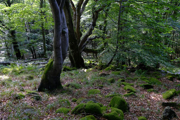 Blockschutthalde am Schafstein, Biosphärenreservat Rhön, Hessen, Deutschland