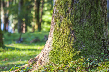 Stump with moss  in the autumn forest. Old tree stump covered wi © bilanol