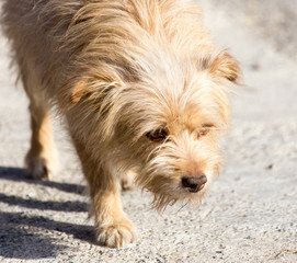 dog walking in nature