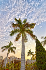 flowers and palm trees with a beatiful sky