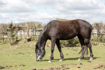 Horse eating grass