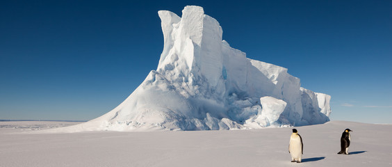 A lonely pair of emperor penguins in front of a massive iceberg - obrazy, fototapety, plakaty