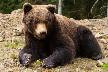 Obraz premium Brown bears