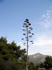 Obraz premium A strange tall tree with unusual branches 