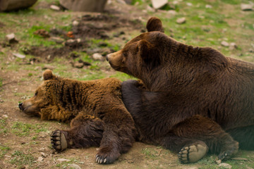 Obraz na płótnie Canvas Brown bears