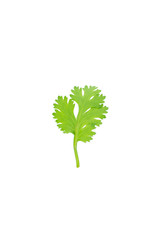 Green coriander isolation on a white background.