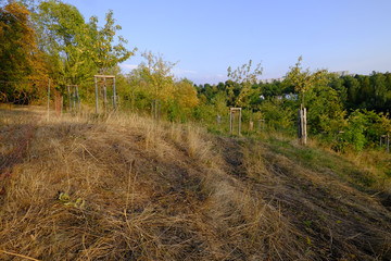Obraz premium Streuobstwiesen am Kloster Posa bei Zeitz, Sachsen-Anahlt, Deutschland