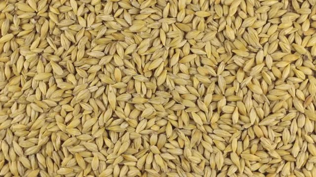 Slow rotation of the heap of barley grains.