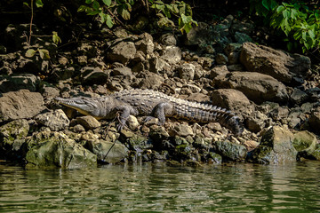 Crocodile at Sumidero Canyon - Chiapas, Mexico
