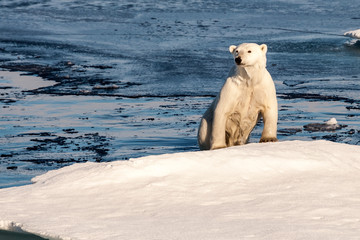 Polar Bear rising from the ocean and climbing on an ice floe 