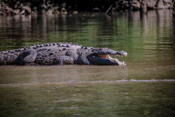 Naklejka premium Crocodile at Sumidero Canyon - Chiapas, Mexico
