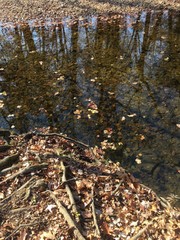 fallen autumn leaves in creek