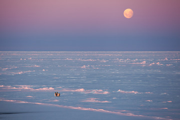 A group of emperor penguins enjoying sunset on an ice floe during fullmoon