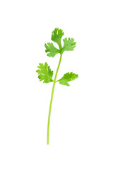 Green coriander isolation on a white background.