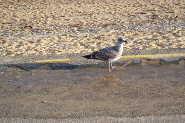 seagull 