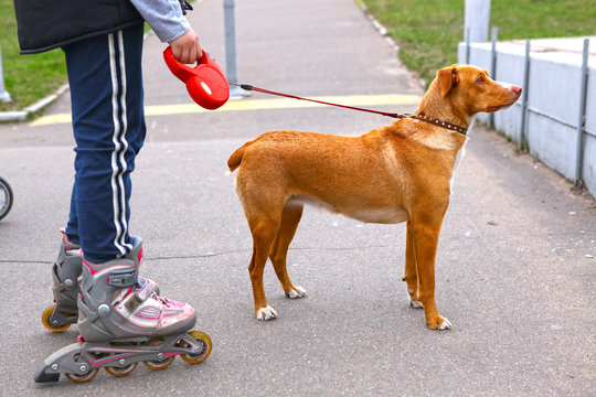 Girl Rollerskating Walking The Dog In The Park