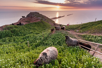Sunset over island with sheep grazing on green meadow on cliffs and the sea in the background
