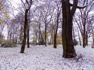 Snow in park with many deciduous trees after autumn during winter