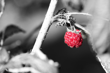 Closeup of tasty red berry in front of black and white background