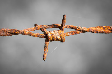 Closeup of rusty barbed wire with small spider webs against grey background