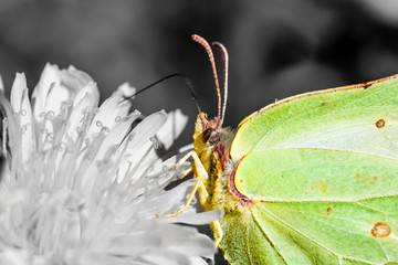 Green butterfly on monochrome flower