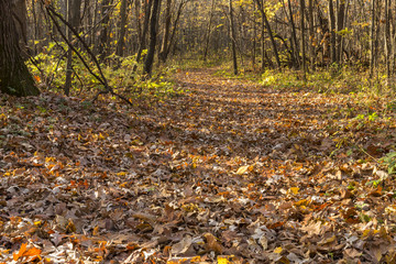 Trail In The Woods In Autumn