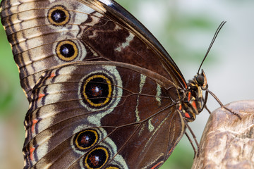 Giant Owl Butterfly Close-up