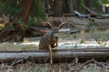 Mule deer buck jumping log