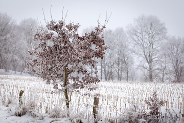 Lonely winter tree covered with frost 