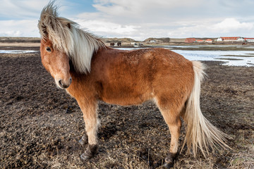 Side view of beautiful brown horse with white mane