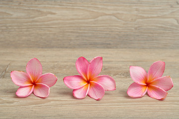 A row of pink frangipani flowers isolated on a wooden background
