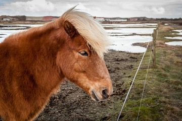 Portrait of brown horse with white mane