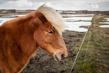 Portrait of brown horse with white mane © Mario Hoppmann