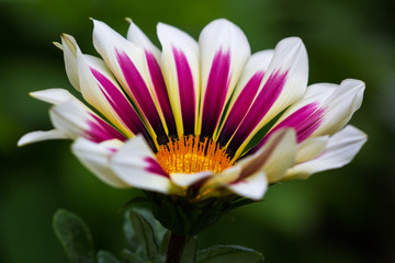 White-pink aster