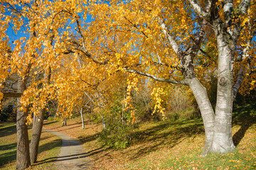 Fototapeta na wymiar Colorful Autumn in Park, Toronto, Ontario, Canada