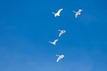 Group of migrating birds flying in formation against blue sky