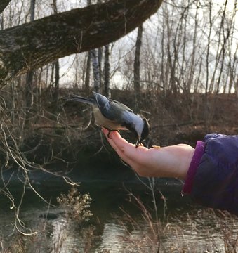 m&eacute;sange &agrave; t&ecirc;te noire