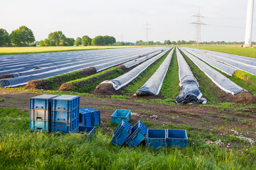 Spargelfeld mit Spargel