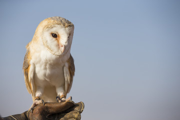 Barn owl in a desert near Dubai