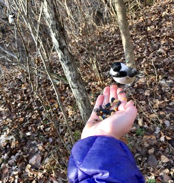 m&eacute;sange &agrave; t&ecirc;te noire
