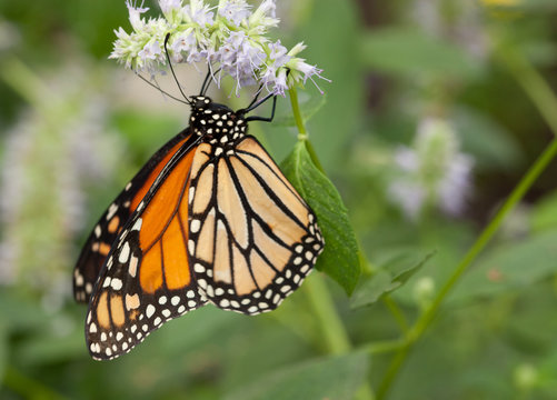 Monarch Pollinating