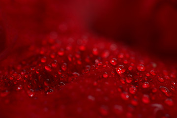 Rose macro 3