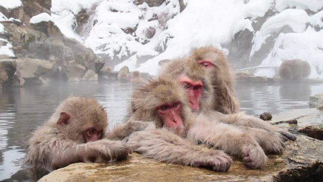A snow monkey that enters a hot spring in winter. In Nagano Prefecture Jigokudani hot spring in Japan, wild monkeys enter hot springs.
