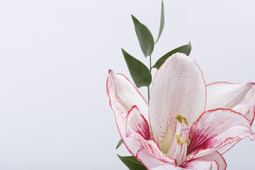 Fototapeta na wymiar beautiful amaryllis on white background