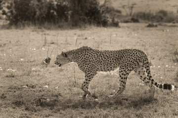 Fototapeta na wymiar A lone cheetah stalks prey in Kenya's savanna in sepia