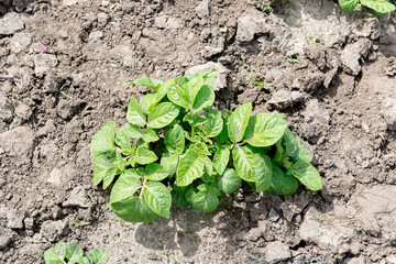 Field of green potato bushes. Growing potatoes.