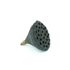 Black lotus seed on white background