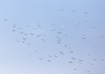 a flock of seagulls in flight